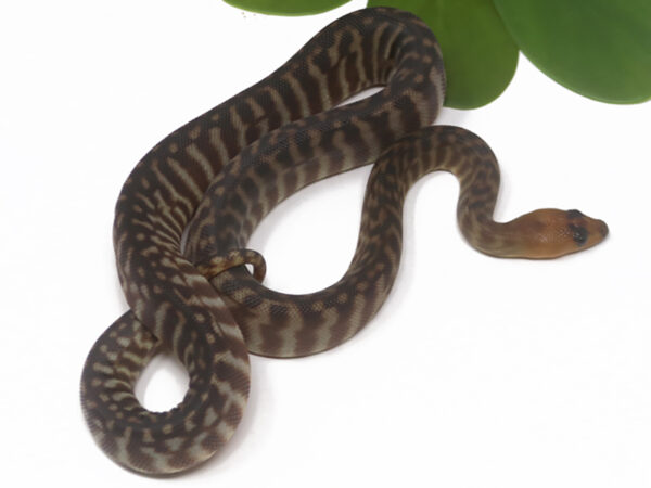 Woma Python (Male)