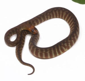 2-3A-Woma-Python_2026-300x285 2-3A Woma Python_2026