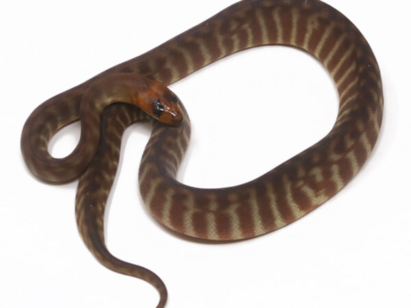 Woma Python (Male)