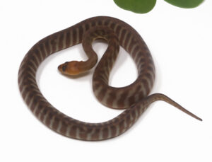 2-3B-Woma-Python_2026-300x229 2-3B Woma Python_2026