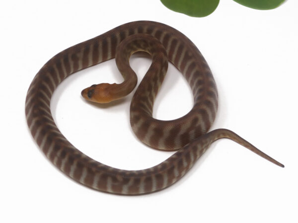 Woma Python (Male)