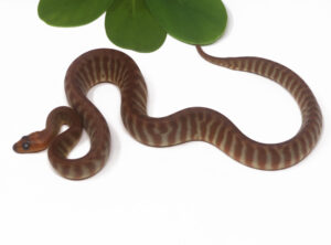 2-3C-Woma-Python_2026-300x222 2-3C Woma Python_2026