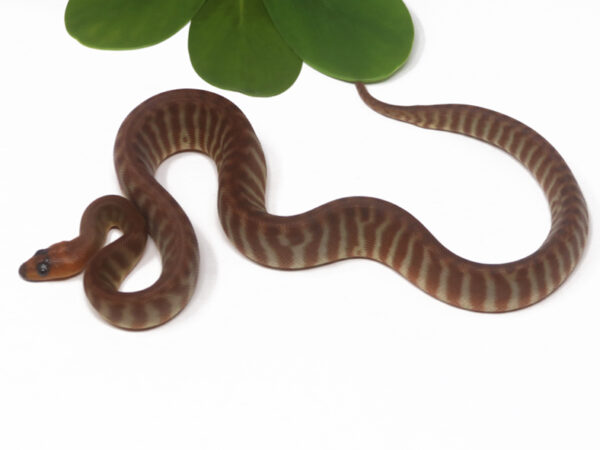 Woma Python (Male)