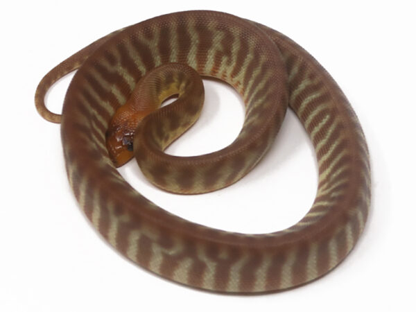 Woma Python (Male)