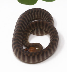 2-6B-Woma-Python_2026-282x300 2-6B Woma Python_2026