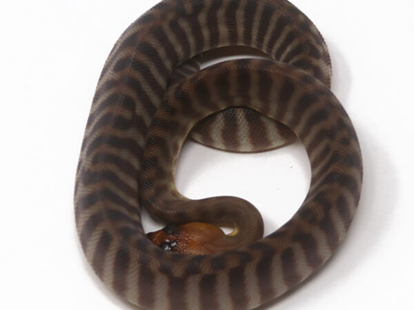 Woma Python (Male)