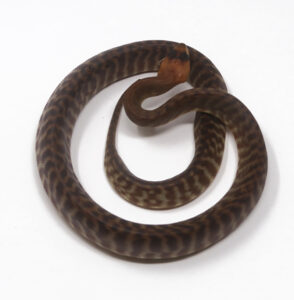 2-7B-Woma-Python_2026-294x300 2-7B Woma Python_2026
