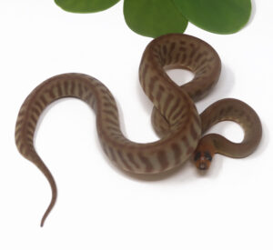 2-8B-Woma-Python_2026-300x275 2-8B Woma Python_2026