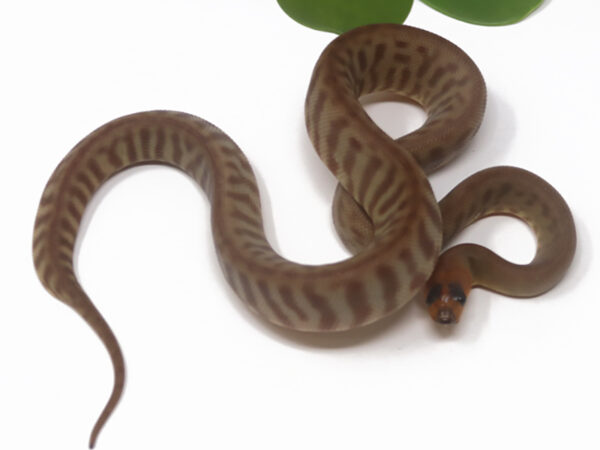 Woma Python (Male)