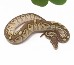 20-10C-Mojave-Vanilla_2026-300x263 20-10C Mojave Vanilla_2026