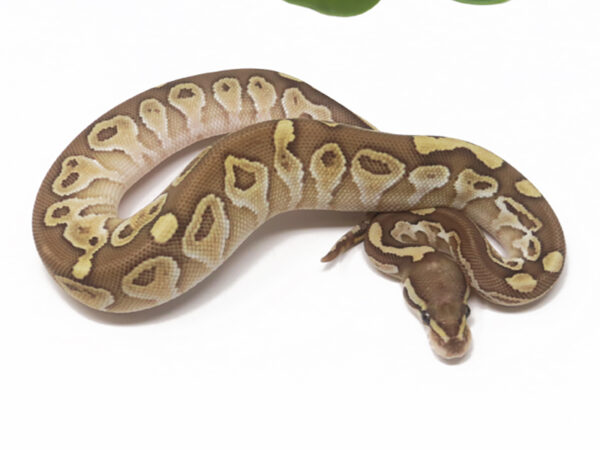 Mojave Vanilla (Female)