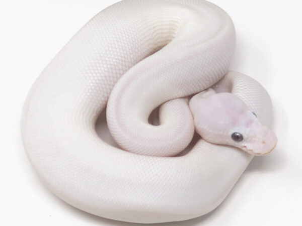 Blue Eye Leucistic (Male)