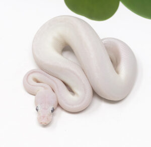 20-11B-Blue-Eye-Leucistic_2026-300x292 20-11B Blue Eye Leucistic_2026