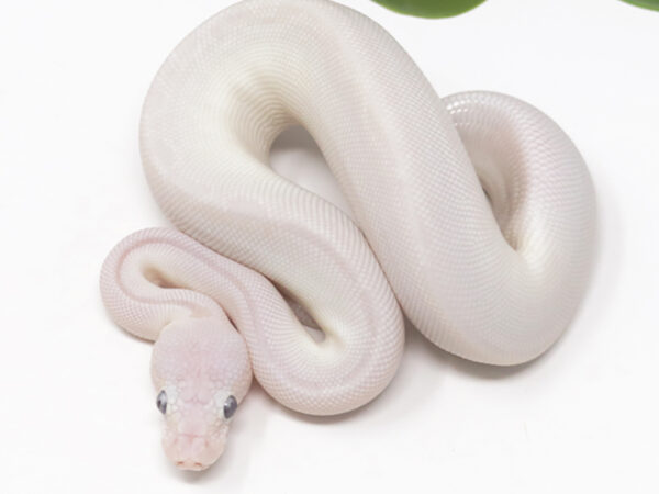 Blue Eye Leucistic (Male)