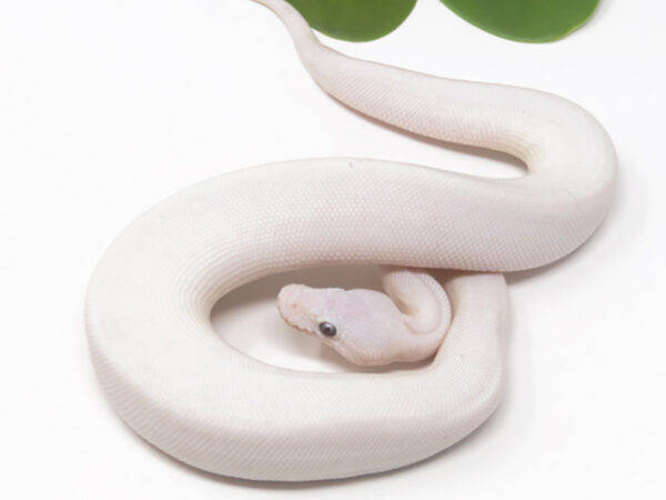 Blue Eye Leucistic (Male)