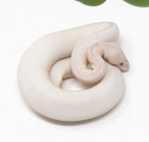 20-12A-Blue-Eye-Leucistic_2026-300x285 20-12A Blue Eye Leucistic_2026