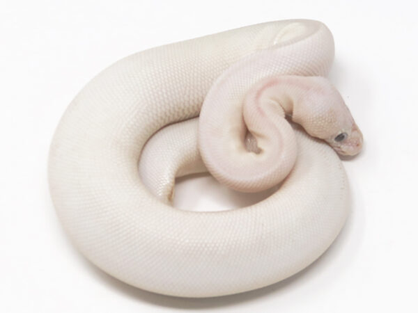 Blue Eye Leucistic (Male)