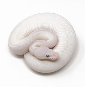20-12B-Blue-Eye-Leucistic_2026-294x300 20-12B Blue Eye Leucistic_2026