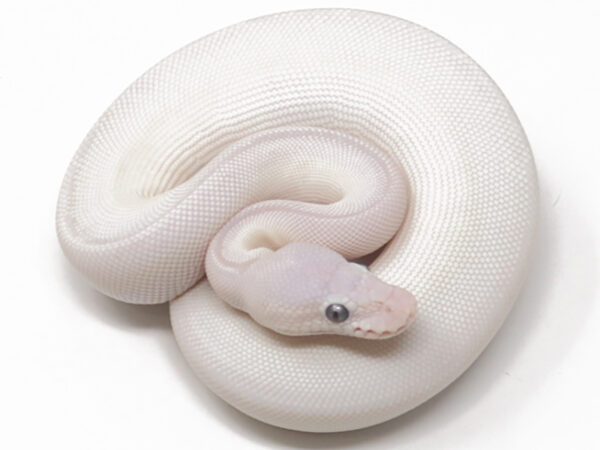 Blue Eye Leucistic (Female)