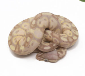 20-13B-Banana-Pastel_2026-300x268 20-13B Banana Pastel_2026