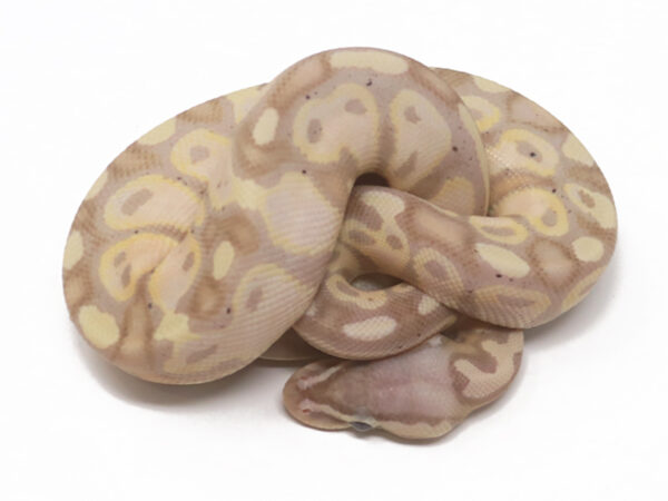 Banana Pastel (Male)