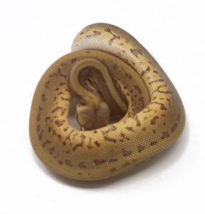 20-14C-Leopard-Lemonblast-Enchi_2026-288x300 20-14C Leopard Lemonblast Enchi_2026