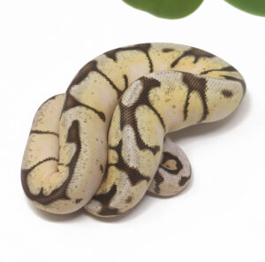 20-15C-Bee-Enchi_2026-300x296 20-15C Bee Enchi_2026