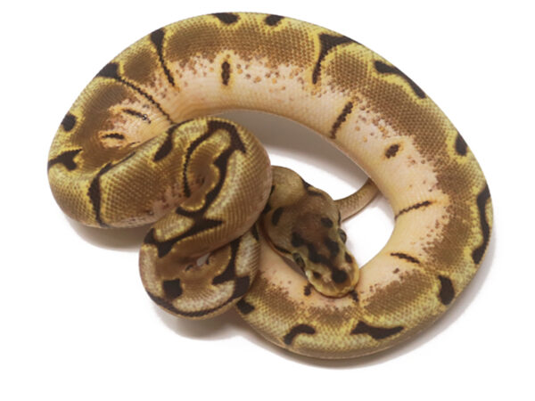 Stinger Bee (Female)