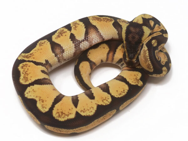 Enchi Pastel (Female)