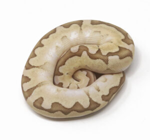 20-16C-Bamboo-Enchi_2026-300x280 20-16C Bamboo Enchi_2026