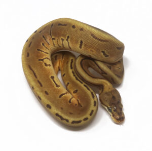 20-17A-Leopard-Enchi-Pin_2026-300x298 20-17A Leopard Enchi Pin_2026