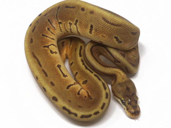 Leopard Enchi Pin (Female)