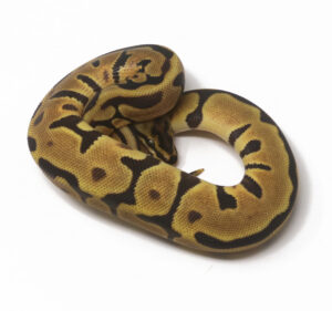 20-17B-Leopard-Spotnose-Enchi_2026-300x281 20-17B Leopard Spotnose Enchi_2026