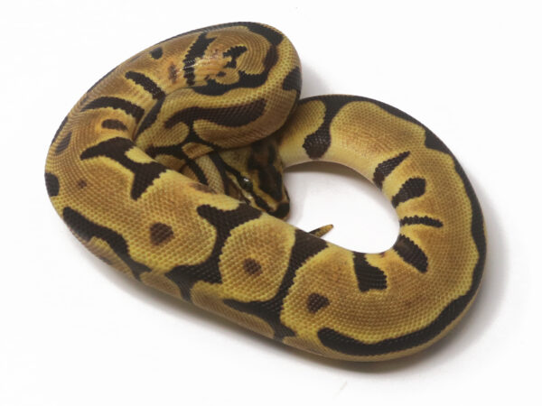 Leopard Spotnose Enchi (Female)