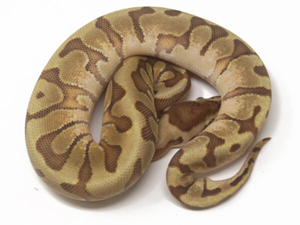 HGW Enchi Fire (Female)