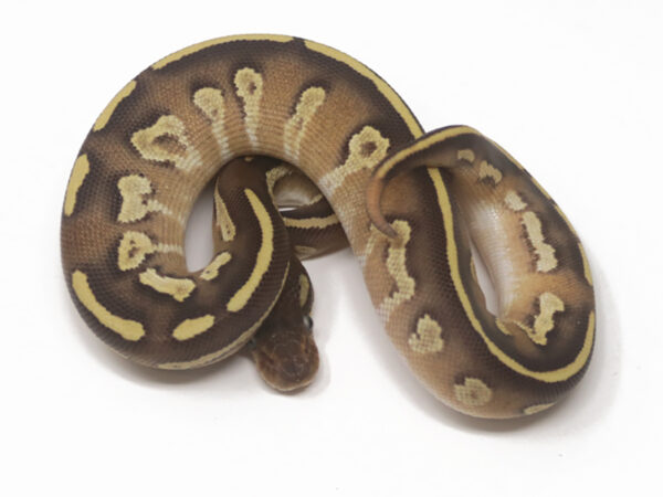 Blackhead Mojave Fire (Female)
