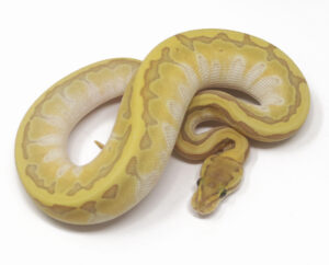 20-2A-Kingpin-Enchi-Ghost_2026-300x242 20-2A Kingpin Enchi Ghost_2026