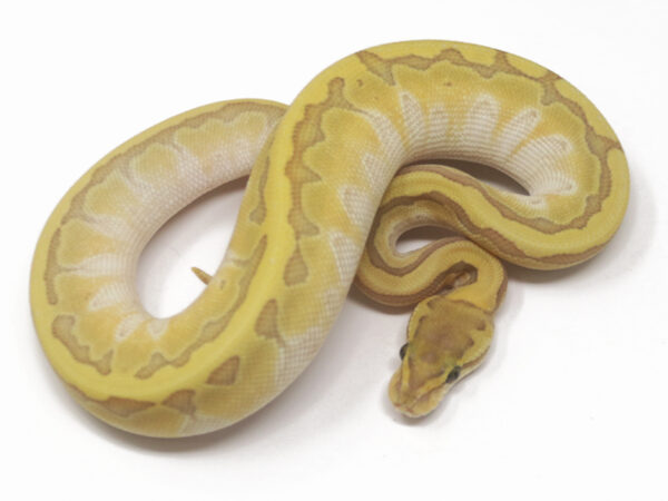 Kingpin Enchi Ghost (Female)