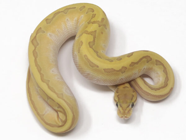 Kingpin Enchi Ghost (Male)