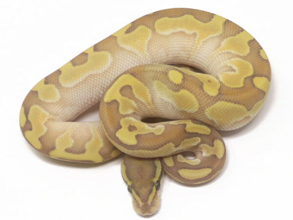 Enchi Butter Ghost (Male)