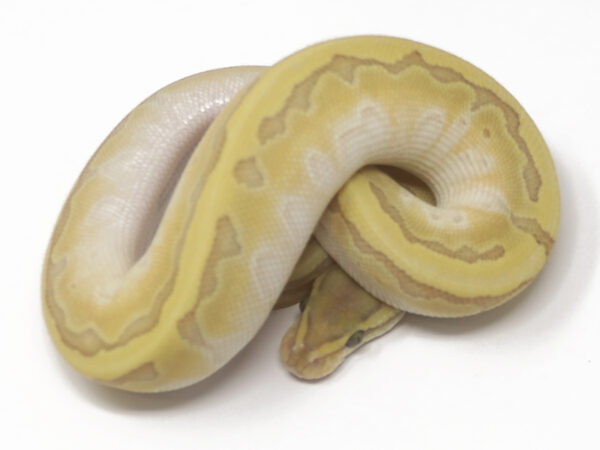 Kingpin Enchi Ghost (Female)