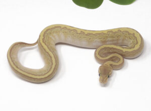 20-3C-Kingpin-Ghost_2026-300x222 20-3C Kingpin Ghost_2026