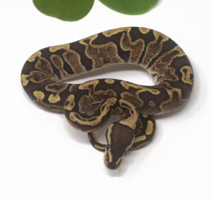 20-4B-GHI_2026-300x286 20-4B GHI_2026