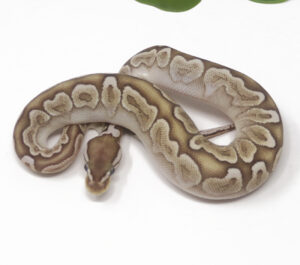 20-5A-Bamboo_2026-300x265 20-5A Bamboo_2026