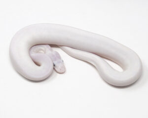 20-5B-Blue-Eye-Leucistic_2026-300x239 20-5B Blue Eye Leucistic_2026