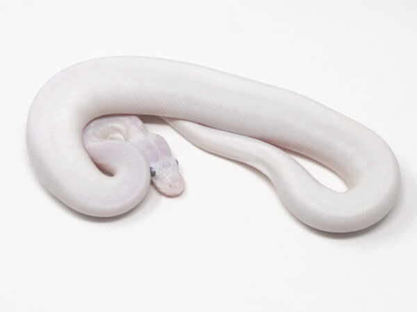 Blue Eye Leucistic (Male)