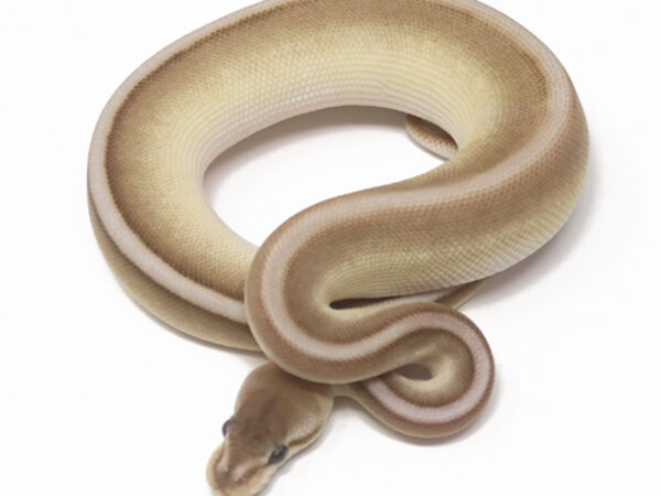 Genetic Stripe Butter (Male)