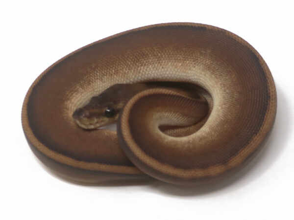 Genetic Stripe (Female)