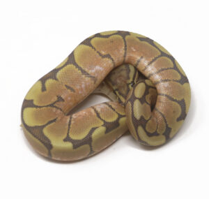 20-7C-Honey-Bee_2026-300x285 20-7C Honey Bee_2026