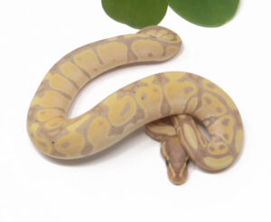 20-8A-Banana_2026-300x245 20-8A Banana_2026